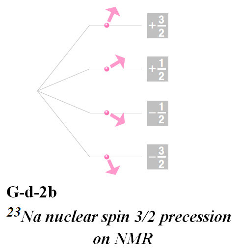 23NaのNMRでの歳差運動 23Na nuclear spin 3/2 precession on NMR
